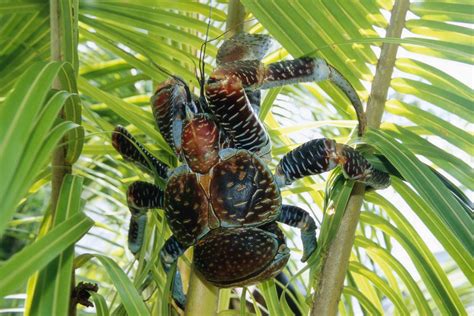 Coconut crab .